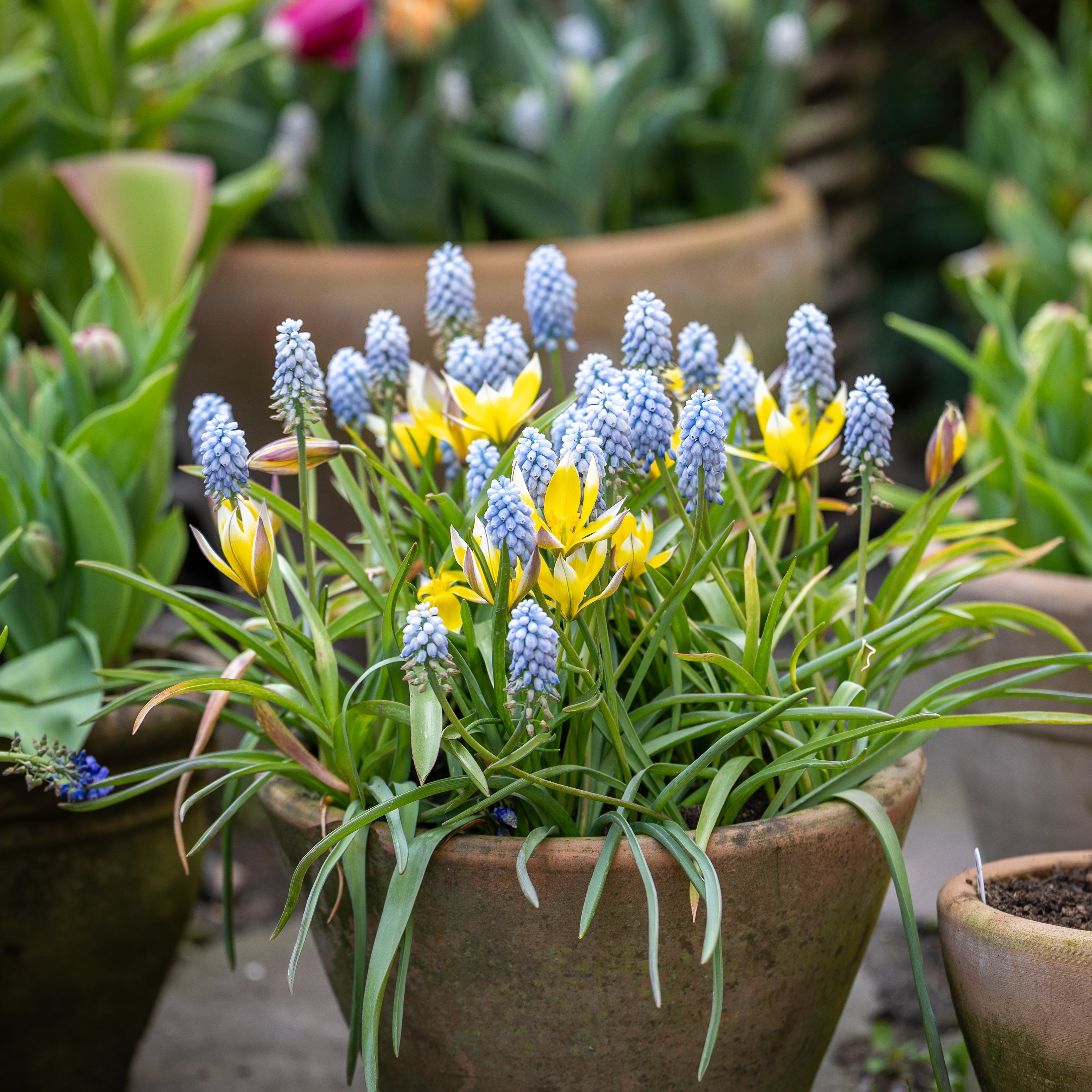 Botaniska tulpaner